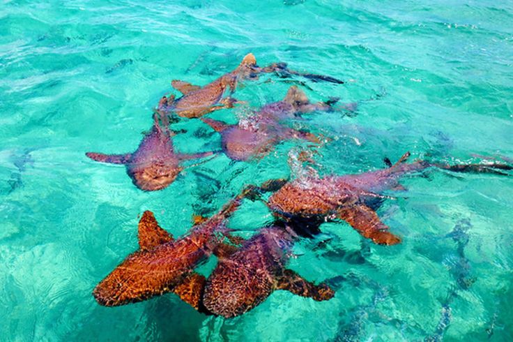 Belice