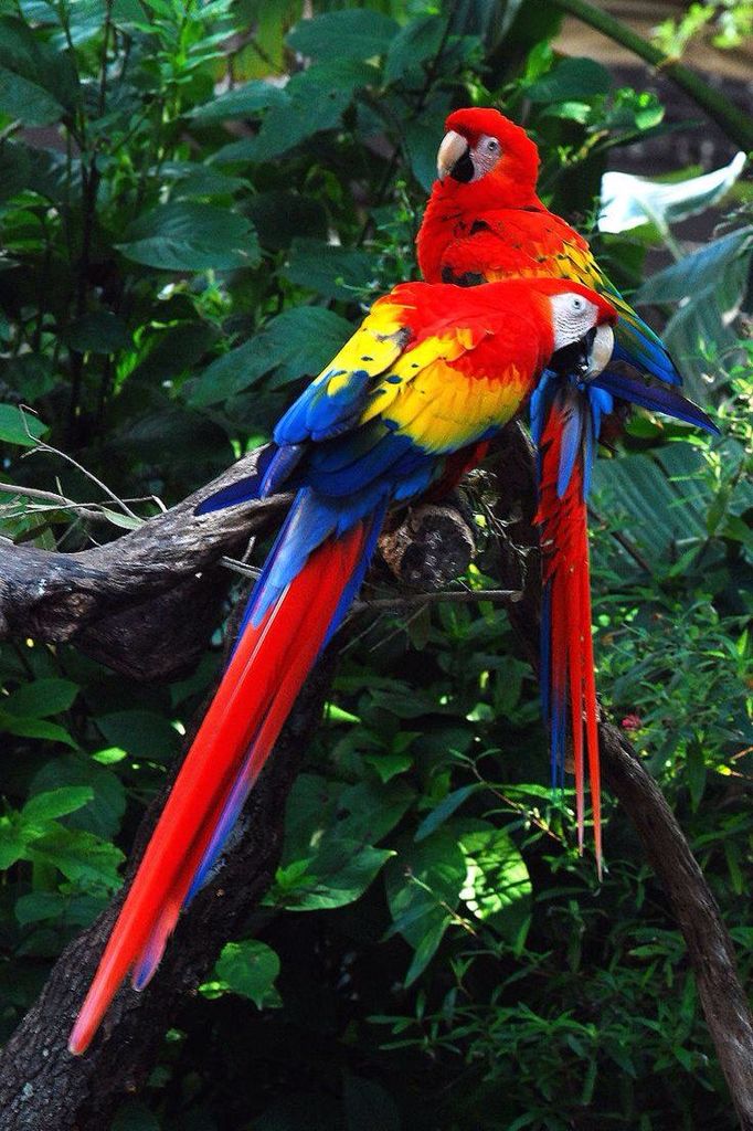 Surinam