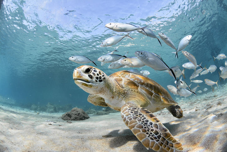 tortuga 