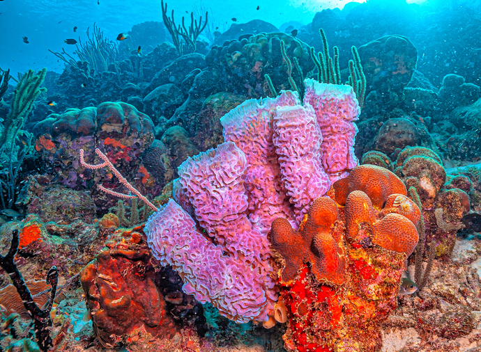coral