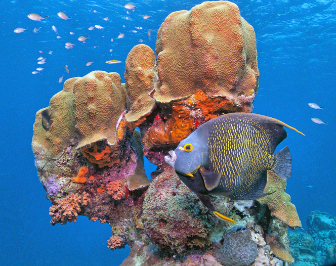 coral