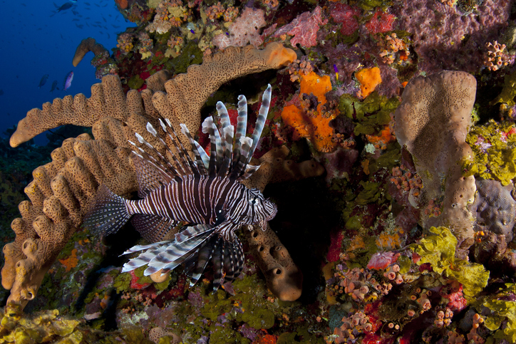 coral
